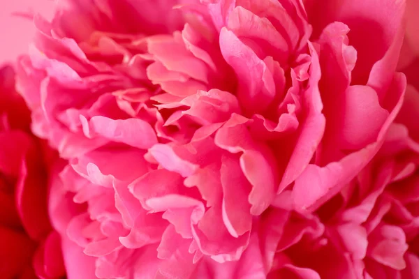 Beautiful Peony Flower Background — Stock Photo, Image