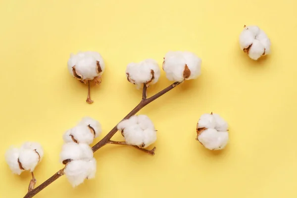 Beautiful Cotton Branch Color Background — Stock Photo, Image