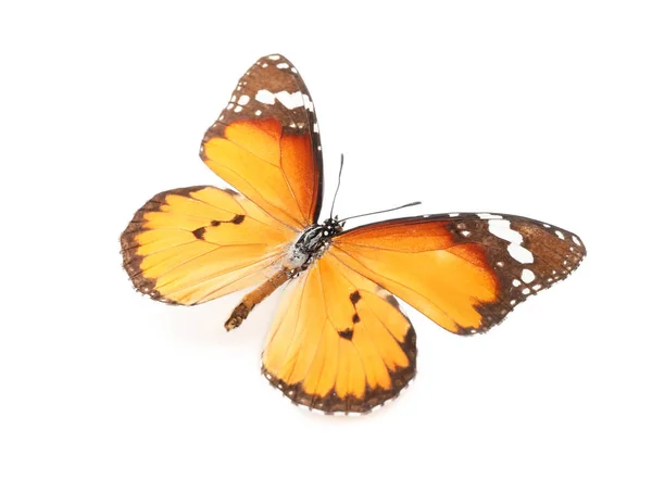 Beautiful Butterfly White Background — Stock Photo, Image