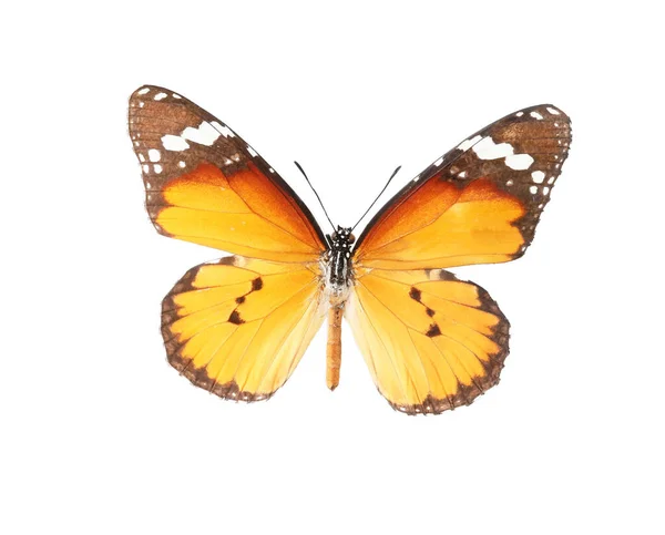 Schöner Schmetterling Auf Weißem Hintergrund — Stockfoto