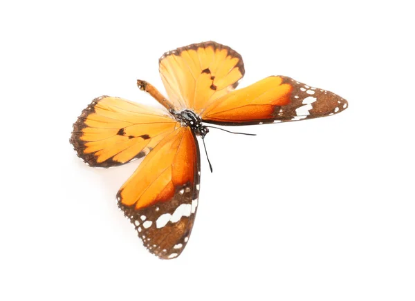美丽的蝴蝶 白色背景 — 图库照片