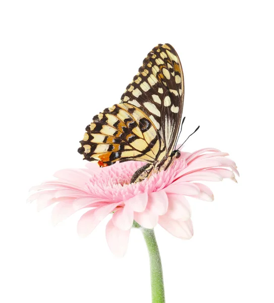Beautiful Butterfly Flower White Background — Stock Photo, Image