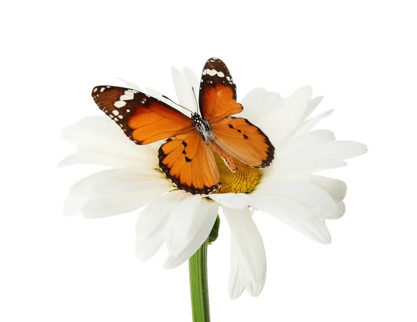 Beau Papillon Sur Fleur Sur Fond Blanc — Photo