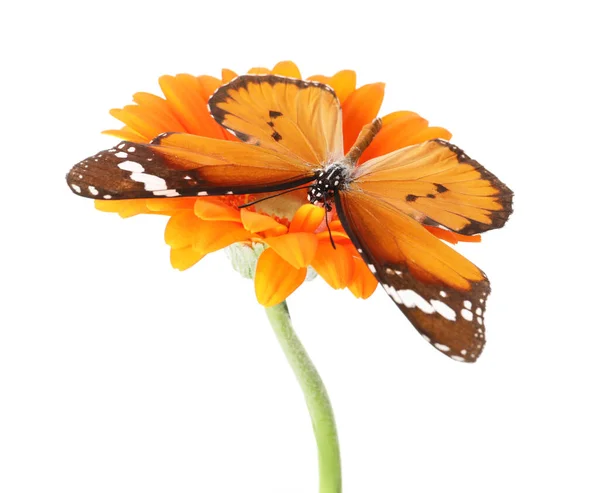 Hermosa Mariposa Flor Sobre Fondo Blanco —  Fotos de Stock