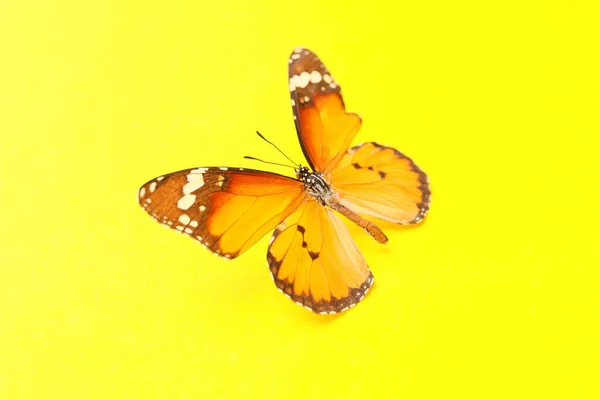 Bella Farfalla Sfondo Colore — Foto Stock
