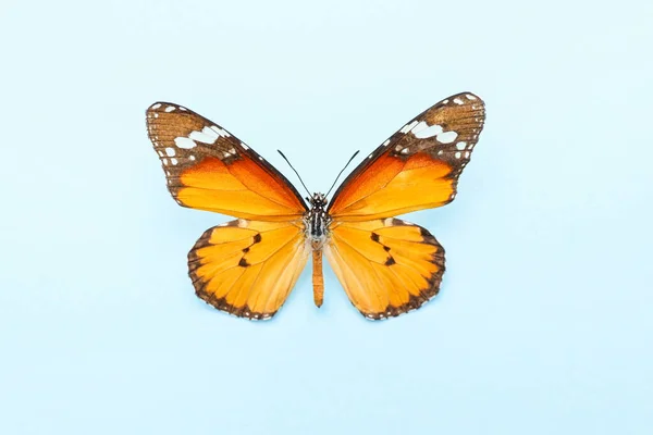 Beautiful Butterfly Color Background — Stock Photo, Image