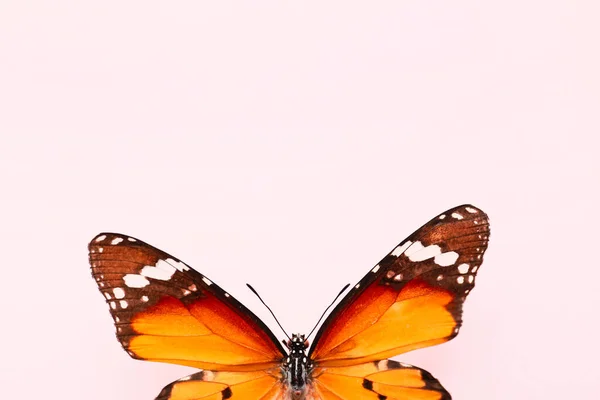 Hermosa Mariposa Sobre Fondo Color —  Fotos de Stock