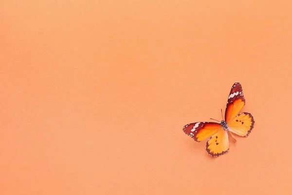 Schöner Schmetterling Auf Farbigem Hintergrund — Stockfoto