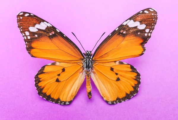 Hermosa Mariposa Sobre Fondo Color —  Fotos de Stock