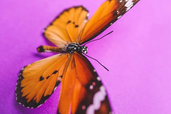 Красива Метелик Кольоровому Фоні Крупним Планом — стокове фото