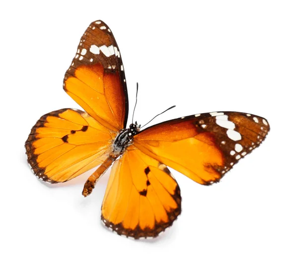 Beautiful Butterfly White Background — Stock Photo, Image