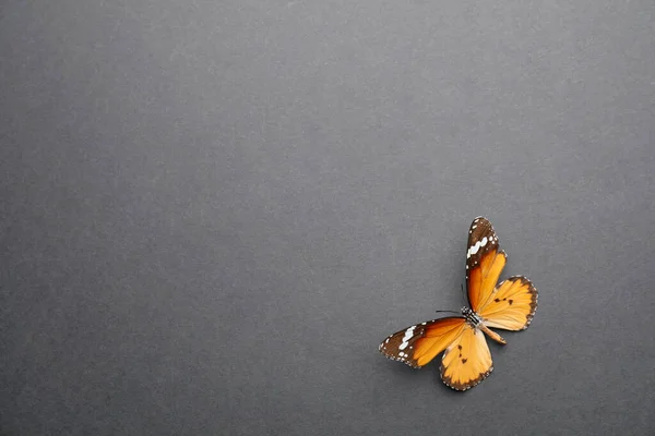 Schöner Schmetterling Auf Grauem Hintergrund — Stockfoto