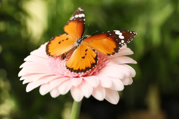 Красива Метелик Квітці Відкритому Повітрі — стокове фото
