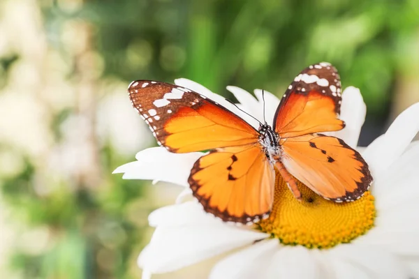 Красива Метелик Квітці Відкритому Повітрі — стокове фото