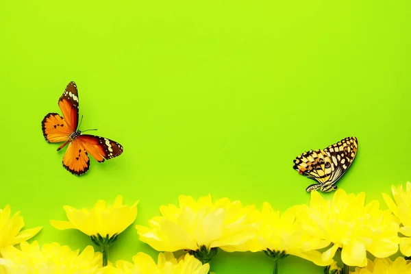 Красиві Метелики Квіти Кольоровому Фоні — стокове фото