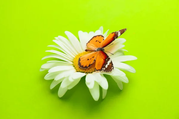 Gyönyörű Pillangó Virág Színes Háttér — Stock Fotó