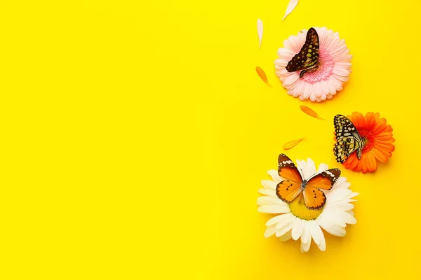 美しい蝶と花の色の背景 — ストック写真