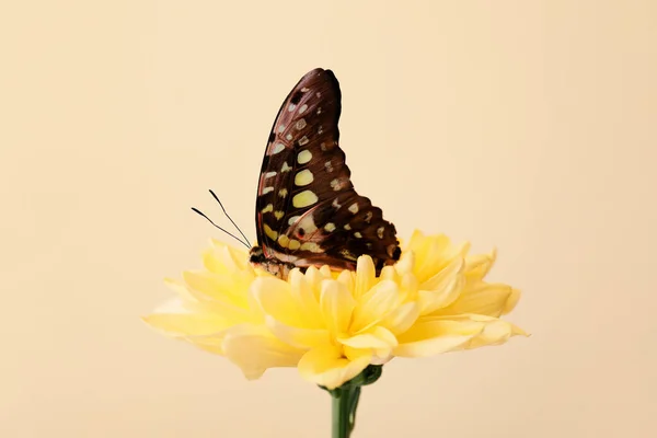 Beautiful Butterfly Flower Color Background — Stock Photo, Image