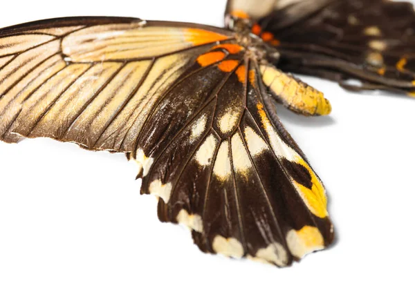Красива Метелик Білому Тлі Крупним Планом — стокове фото