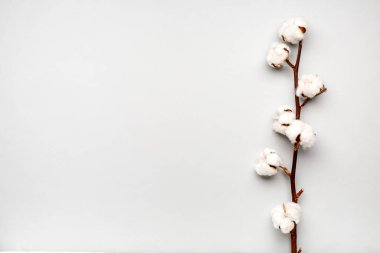 Hafif arkaplanda güzel bir pamuk dalı