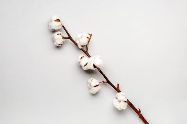 Hafif arkaplanda güzel bir pamuk dalı