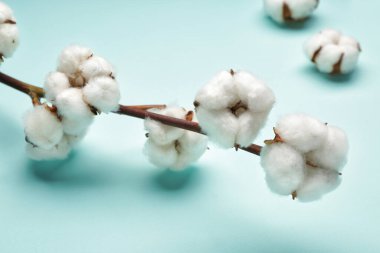 Renk arkaplanındaki güzel pamuk dalı