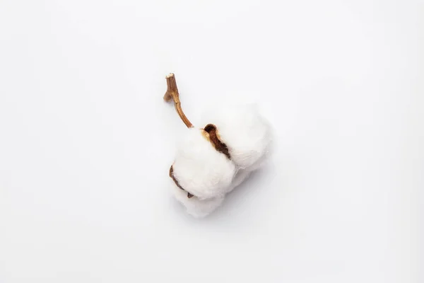 Beautiful Cotton Flower White Background — Stock Photo, Image