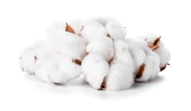 Beyaz arkaplanda güzel pamuk çiçekleri