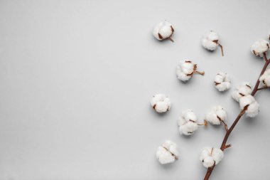 Açık arkaplanda güzel pamuk çiçekleri