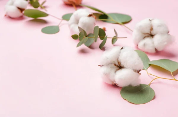 Beautiful Cotton Flowers Eucalyptus Leaves Color Background — Stock Photo, Image