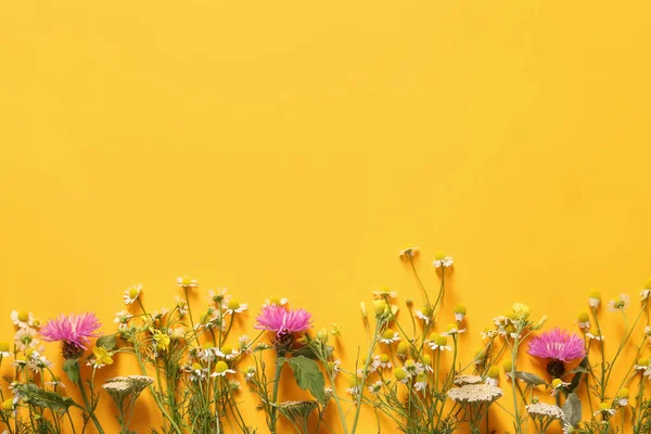 Fresh Wild Flowers Color Background — Stock Photo, Image