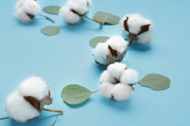 Renkli arkaplanda güzel pamuk ve okaliptüs yaprakları