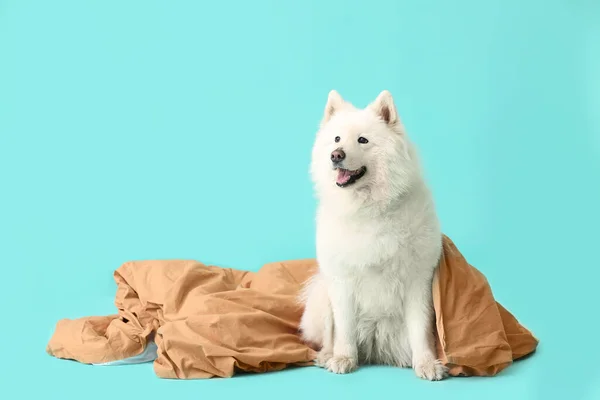 Cute Samoyed Dog Plaid Color Background — Stock Photo, Image