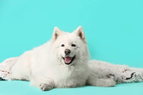 Lindo Perro Samoyed Con Cuadros Sobre Fondo Color —  Fotos de Stock