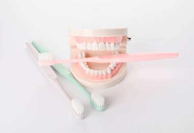 Beyaz arkaplanda diş fırçası olan çene modeliName