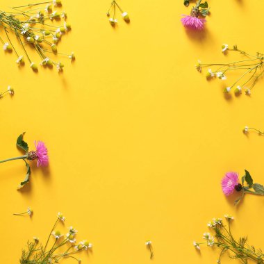 Renkli arka planda taze yabani çiçekler