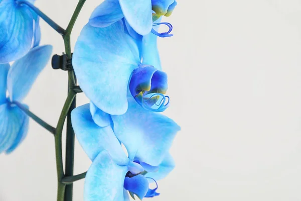 Beautiful Orchid Flowers Light Background — Stock Photo, Image