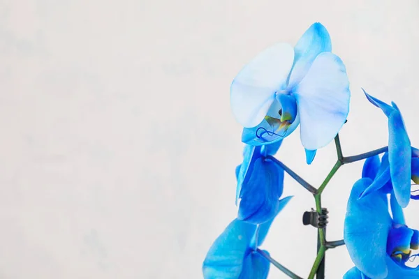 Schöne Orchideenblumen Auf Hellem Hintergrund — Stockfoto