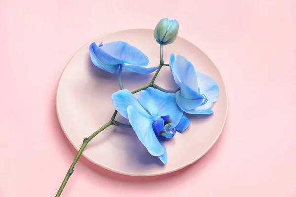 Vacker Orkidé Blommor Och Platta Färg Bakgrund — Stockfoto