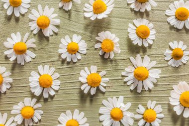 Ahşap arka planda taze papatya çiçekleri