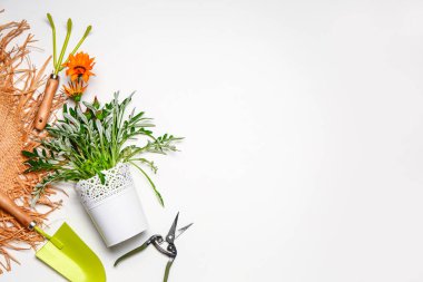 Beyaz arka planda bitki yetiştirme malzemeleri seti.