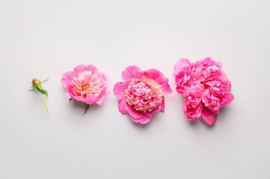 Açık arkaplanda güzel şakayık çiçekleri