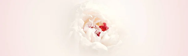 Цветок Белого Пиона Светлом Фоне — стоковое фото