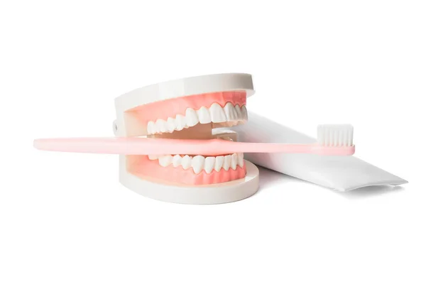 Kiefermodell Mit Zahnbürste Und Paste Auf Weißem Hintergrund — Stockfoto