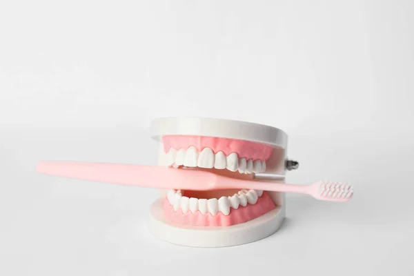 Model Jaw Toothbrush Light Background — Stock Photo, Image