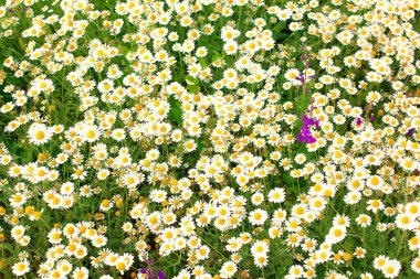 Tarlada çok güzel papatyalar var.