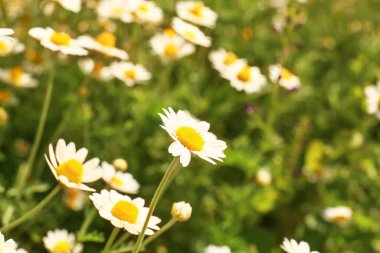 Tarlada çok güzel papatyalar var.