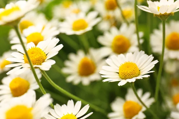 Many Beautiful Chamomiles Field — Stock Photo, Image