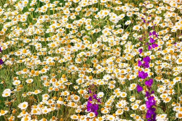 Veel Mooie Kamille Het Veld — Stockfoto