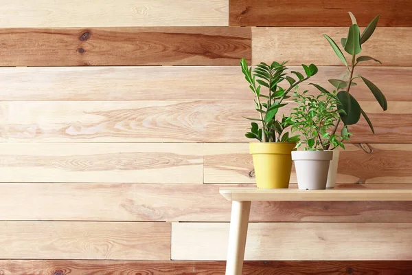 Green Houseplants Table Wooden Background — Stock Photo, Image